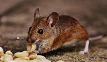 24 Hour & Emergency Exterminators in Ferdinand, VT